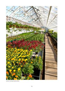 Fotografi av et gartneri inne i en drivhusstruktur med planter i potter og en gangvei.