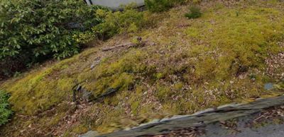 Fotografi av en grønn, mosete dekket bakke eller skråning med busker i venstre hjørne.