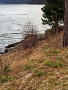Fotografi av et kystlandskap med vann, klipper, busker og trær i forgrunnen.