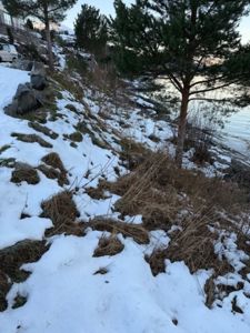 Fotografi av en snødekt skråning med trær og vann i bakgrunnen, sannsynligvis en del av et tomt eller byggefelt.