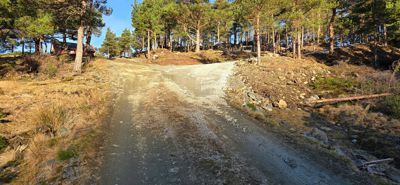 Fotografi av en grusvei som fører opp mot en skogstomt med en hytte i bakgrunnen.