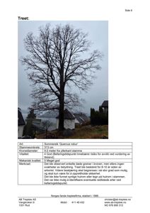 Fotografi av et tre med tilhørende tekstbeskrivelse og rapport fra AB Trepleie AS.