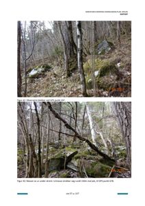 Fotografier av skredfarevurdering i skog, inkludert blokker og urmasse.