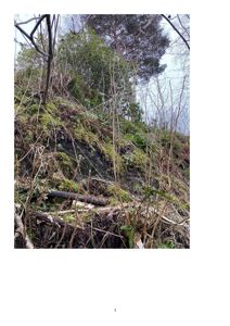 Fotografi av et terreng med vegetasjon, muligens en skråning eller en del av et naturtomte.