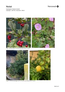Fotografier av planter (bær, blomster, frukt) og en skolebygning sett fra utsiden.