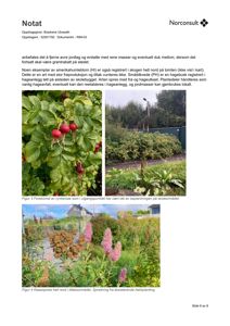 Fotografier av vegetasjon (rynkerose og klasespirea) i et hageanlegg ved et skolebygg.