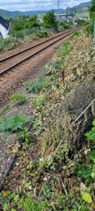 Fotografi av en jernbanespor med vegetasjon i forgrunnen og boliger i bakgrunnen.