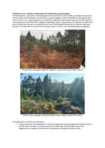 To fotografier som viser terrengforhold og trase for en planlagt vei i et skogområde.