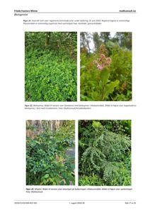 Fotografier av vegetasjon (fremmede arter) i et tiltaksområde, inkludert bleikspirea og mispler.