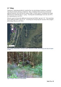 Bildet viser to fotografier fra en byggesak. Det øverste er et flyfoto (satellittbilde) som viser et område med en skredbane, en vei og en bygning. Det nedre er et nærbilde av skog i terrenget. Begge bildene er illustrasjoner i en rapport.