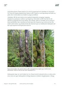 Fotografier av et skogområde med gamle bjørketre og store steinblokker, som viser spor etter hakkespett.