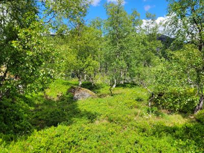 Fotografi av et naturområde med grønt, busker, trær og en stor stein i forgrunnen, med fjell i bakgrunnen.