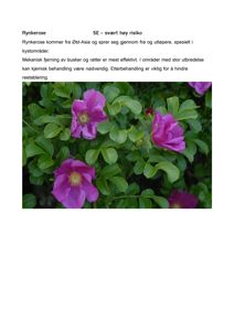 Fotografi av rynkerose med tekst om risikoklassifisering og bekjemping.