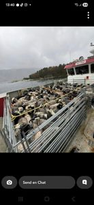 Fotografi av et lasteskip (navnet 'ASTRID' er synlig) som transporterer en flokk sauer i metallgjerder.