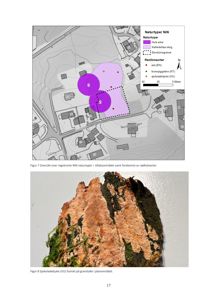 Kart som viser naturtyper (NiN) og rødlistearter i et tiltaksområde, samt et fotografi av en sjokoladeekje.