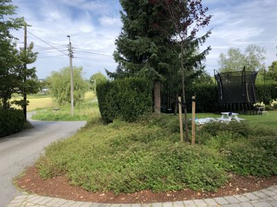 Fotografi av en hage med trær, en trampolin og en vei.