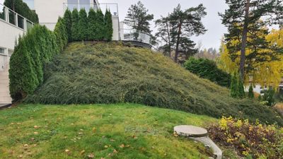 Fotografi av en utvendig side av en bygning med en stor, grønn hegn eller buskaske i forgrunnen.