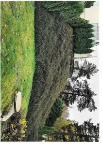 Fotografi av en utendørs hage eller tomte med gress, busker, trær og en del av en bygning i bakgrunnen.