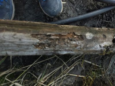 Fotografi av en rotting eller råtnende trestokk på bakken, med en persons sko i bakgrunnen.