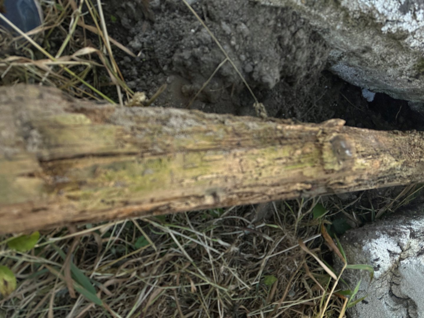 Fotografi av en rot eller stamme i bakken, muligens ved graving.