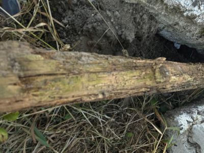 Fotografi av en rot eller stamme i bakken, muligens ved graving.