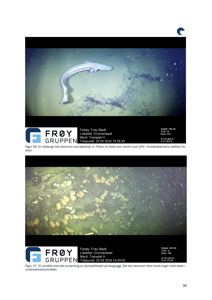 Fotografier fra en undervannskamera som viser en blåhåge (Figur 26) og et område med kjempefisksjell (Figur 27) ved sakelfrje H.