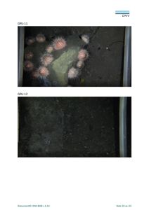 Fotografier av havbunn med sjøpigger (GRU-11 og GRU-12).