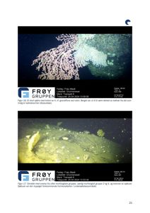 Fotografier fra en undervannskampagne som viser marine organismer (koraller og svamp) på havbunnen.