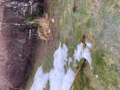 Fotografi av en grønn, snødekt hage eller bakke med busker og trær i bakgrunnen.