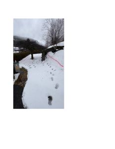 Fotografi av en snødekt vei eller sti med fotspor, trær og en skiløyper i bakgrunnen.