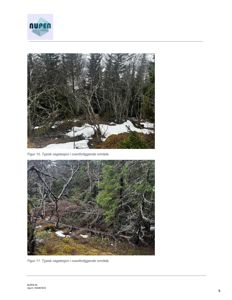 Fotografier av typisk vegetasjon i et overforliggende område, inkludert skog og snø.