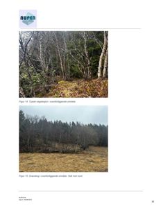 Fotografier av vegetasjon i området rundt bygningen (skog og skogkant).