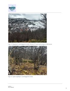 Fotografier av et område (Bergskrent) med utsikt over et boligområde og typisk vegetasjon i området.