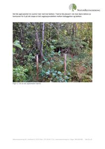 Fotografi av utplantede trær i en naturrestaureringsprosjekt