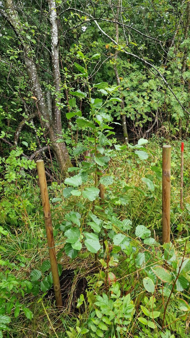 Fotografi av en ung treplanting i skog eller natur.