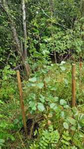 Fotografi av en ung treplanting i skog eller natur.