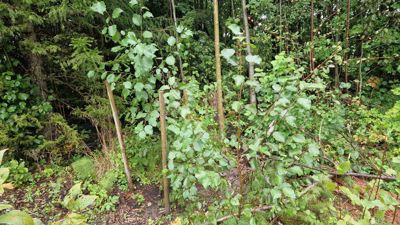 Fotografi av en skog eller vegetasjon på en tomt.