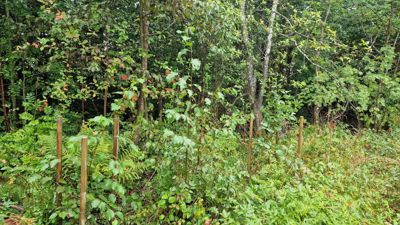 Fotografi av en skogstomt med vegetasjon og noen stolper.