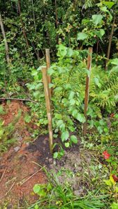 Fotografi av en ung treplante som er plantet i bakken og støttet opp av tre tre.