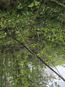 Fotografi av et skogstomt eller et område med mye vegetasjon. I bakgrunnen er det synlig en bygning med et hvitt fasadepanel og et vindu.