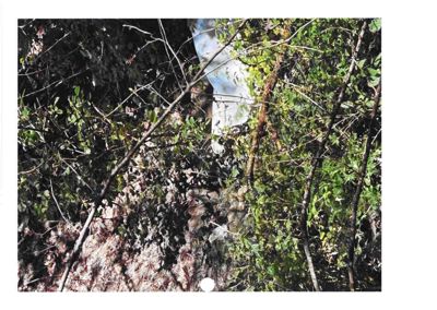 Fotografi av en vegetasjonstett skog eller buskaske, muligens tatt for å dokumentere terreng eller vegetasjon i et byggeområde.