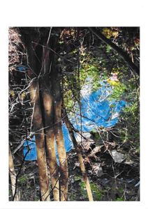 Fotografi av et område med vegetasjon, trær og blå plastfolie på bakken.