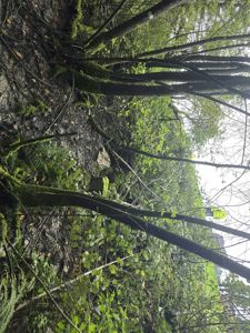 Fotografi av et terreng med skog og en person i gul vest i bakgrunnen.