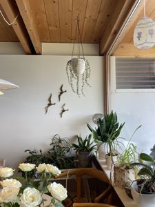 Fotografi av et innendørs rom med planter, hengerkrukke og dekorasjon.