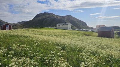 Fotografi av en bygning (hvit hus) sett fra et felt med hvite blomster, med fjell i bakgrunnen.