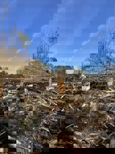 Fotografi av et skogstomt med felling av trær, sannsynligvis et forarbeid til en byggesak.