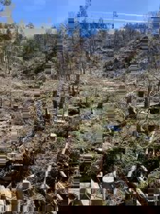 Fotografi av et skogområde med mange hogde trær, stubber og grener på bakken.