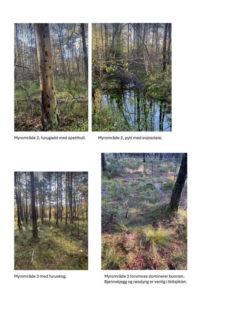 Fotografier av myrområder med beskrivende tekster under hver bilde.