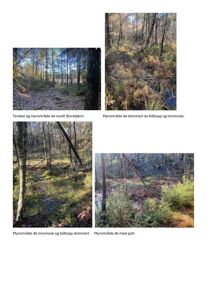 Fotografier av et myrområde med beskrivende tekster om vegetasjon og myrtyper.