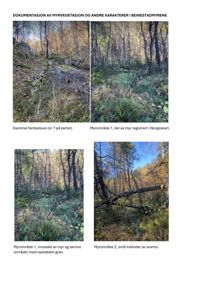 Dokumentasjon med fire fotografier av myrvegetasjon og karakterer i Beinestadmyrene, inkludert beskrivelser av gamle ferdselsveier og myrområder.